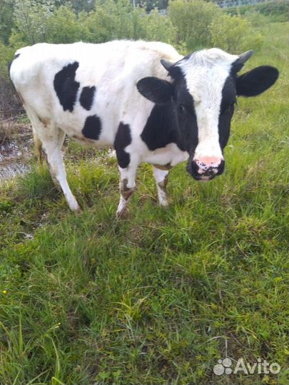 Молодой бычок