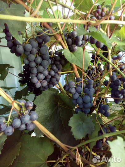 Плодово- ягодные и декоративные саженцы