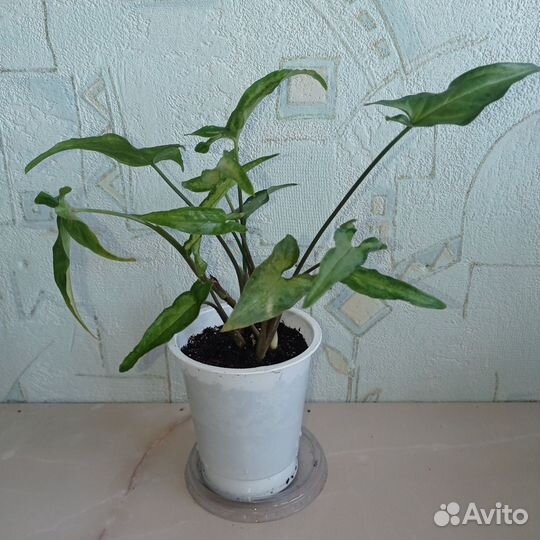Сингониум