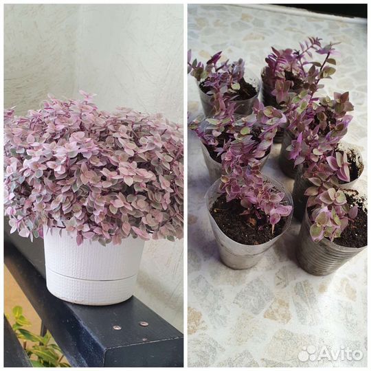 Плекрантус, каллизия Розовая пантера,фикус, фуксия