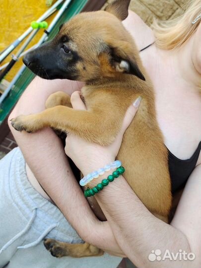 Продаю щенков