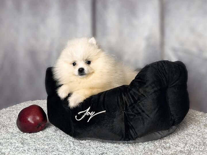 Шпицы с документами