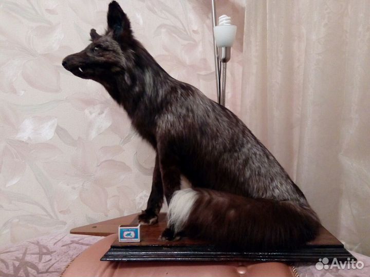 Чучело лисы чернобурой