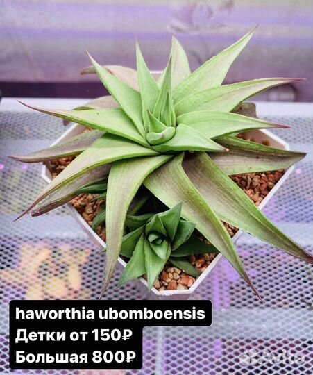 Суккуленты