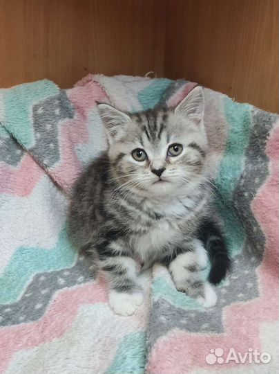 Шотландские котята