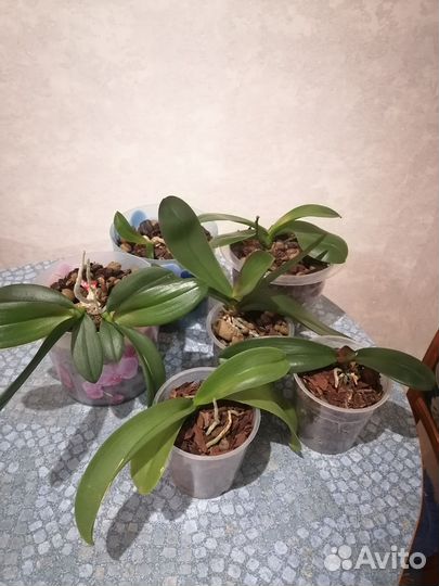 Орхидея фаленопсис