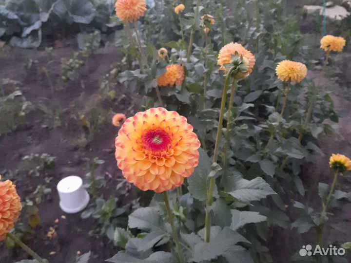 Георгины клубни