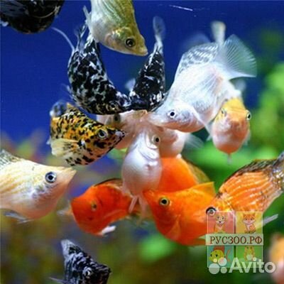 Моллинезия баллон. Живородки. Компрессор. Коряга