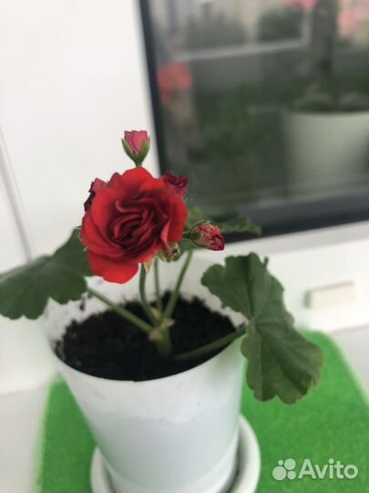 Пеларгония герань