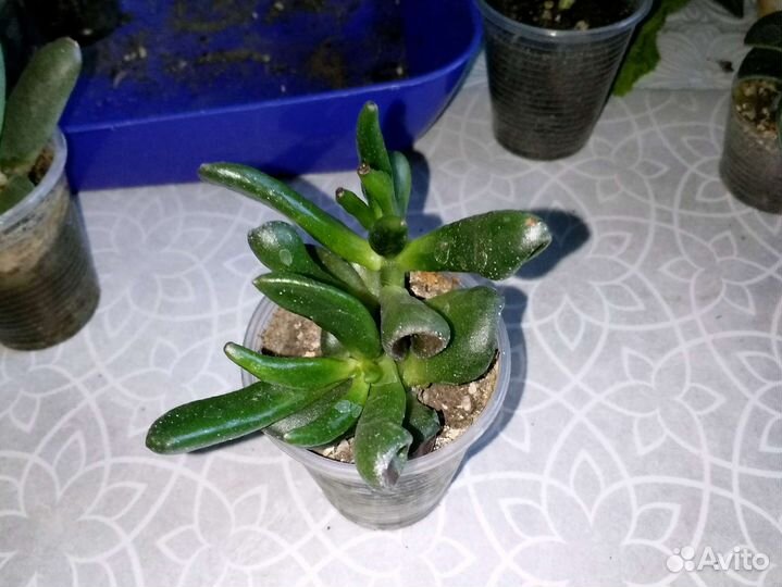 Комнатные растения секкуленты,крассула