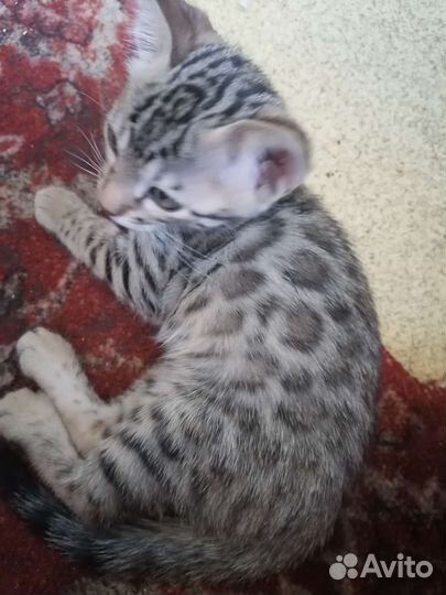 Бенгальская