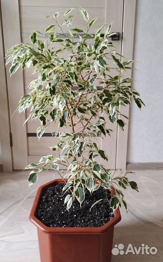 Фикус, денежное дерево