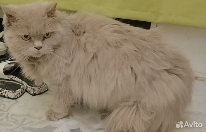 Персидская