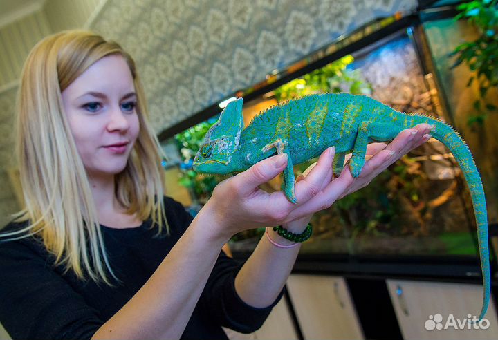 Герпетолог, Специалист по рептилиям и земноводным