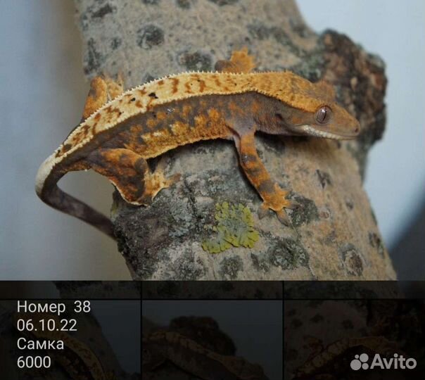 Реснитчатые бананоеды