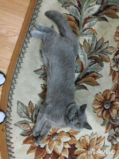 Кот британец для вязки
