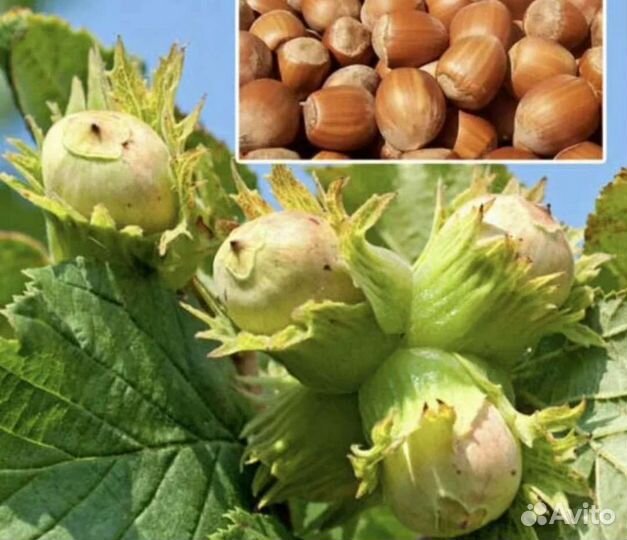 Лесной орех(лещина)