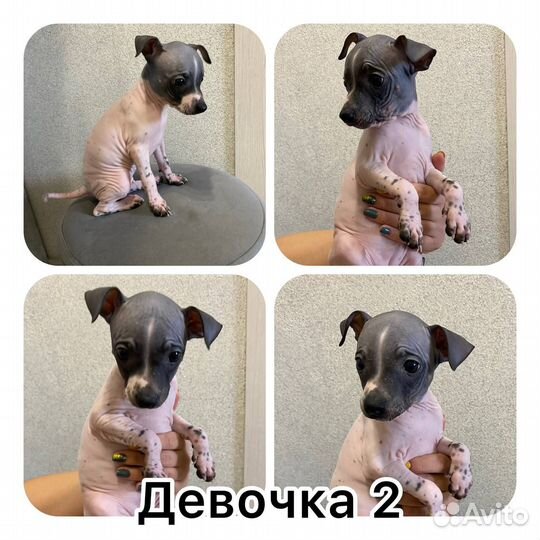 Американский голый терьер щенки
