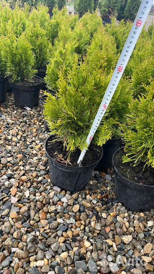 Саженцы ежевики, малины, крыжовника и др