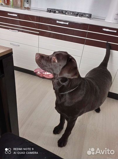 Вязка лабрадора