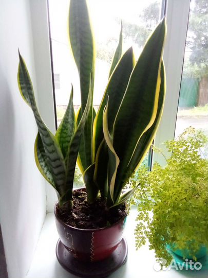 Сансевиерия Футура суперба