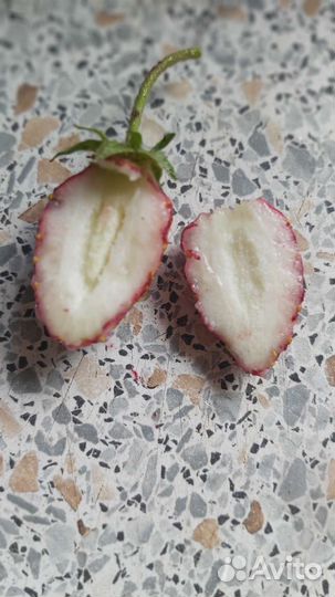 Земклуника мускатная усы, рассада