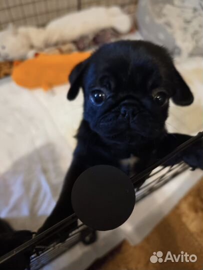 Щенки бронь