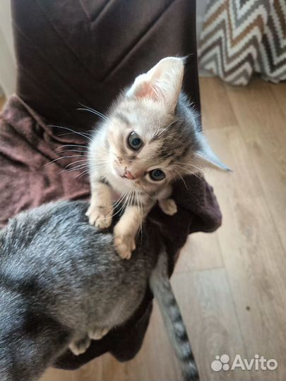 Шотландская вислоухая