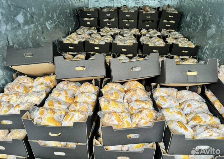 Куры домашние