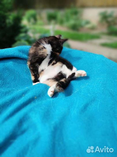 Кира 2 мес в дар