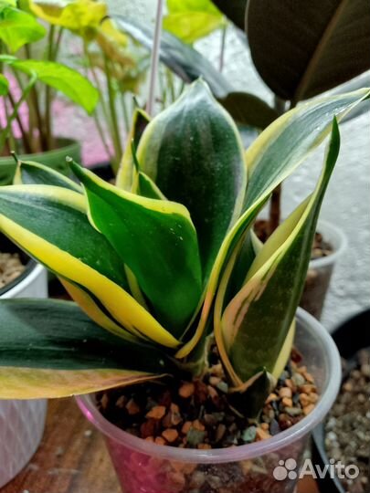 Сансиверия вариегатная