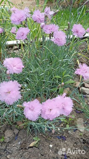 Гвоздика розовая душистая