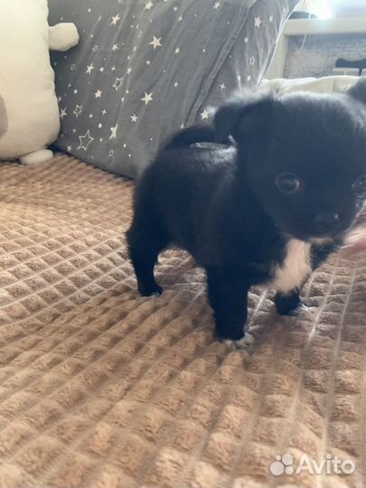 Щенок чихуахуа мини