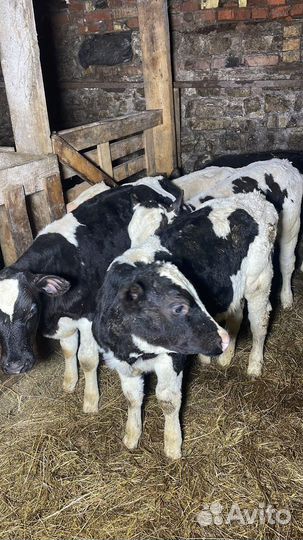 Телята здоровые