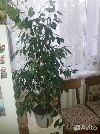 Цветы для офиса