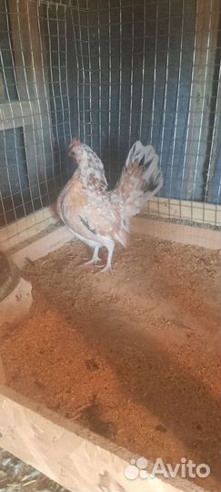 Малазийская Серама Инкубационное яйцо 250 р