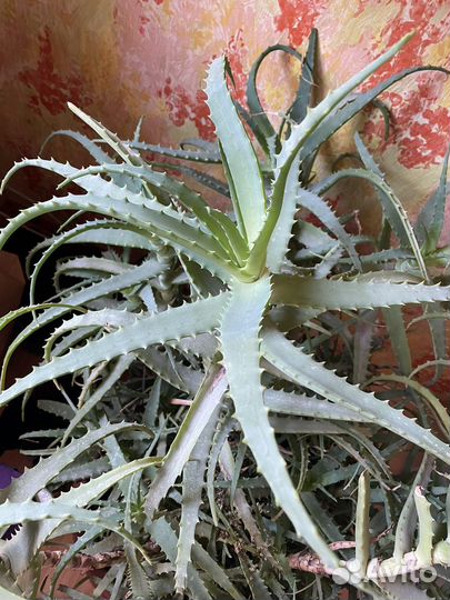 Продам лечебное алое