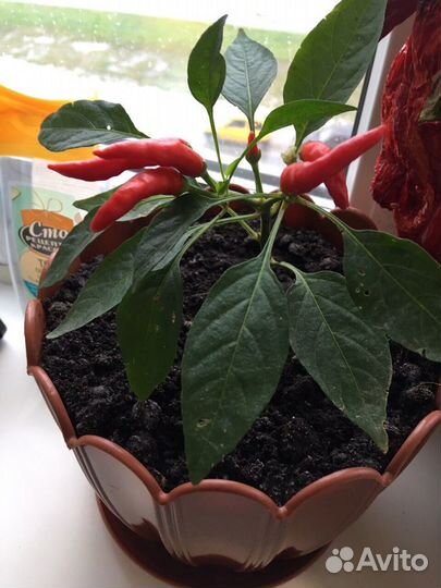 Острый перец огонек