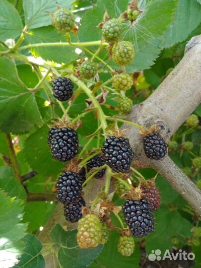 Саженцы ежевики