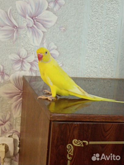 Ожереловый попугай самец