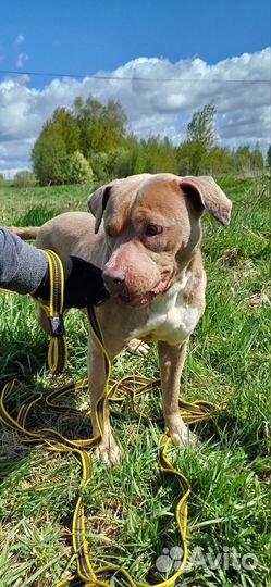 Редкого окраса питбуль в добрые руки