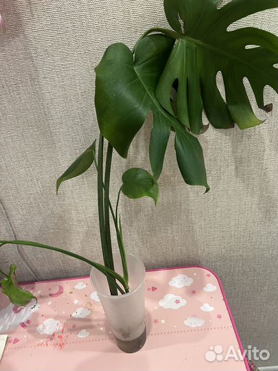 Комнатные растения цветы