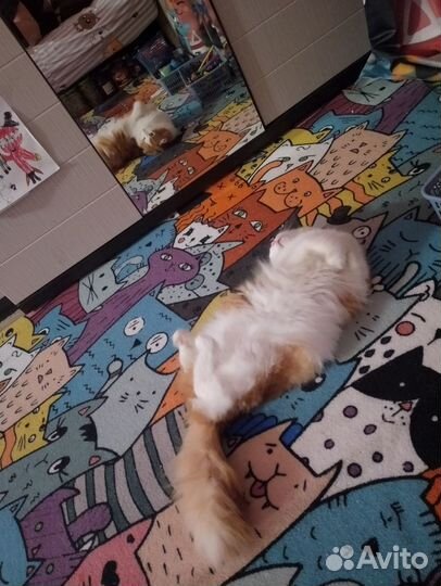 Кот, 1.5 года