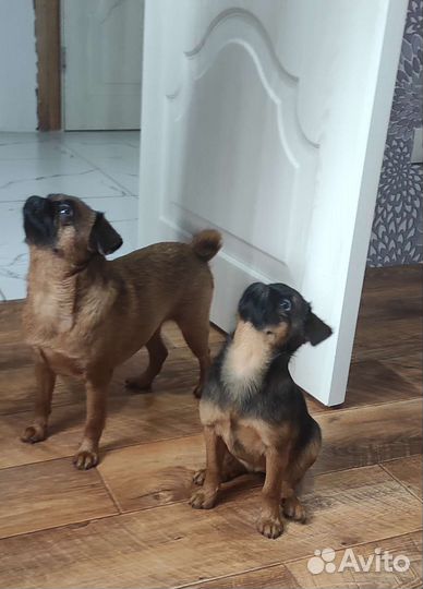 Девочка Пти Брабансон