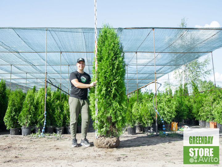 Туя колумна 2 м свежая копка 2023