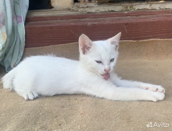 Белые котята в добрые руки даром