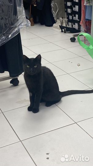 Черный котенок в добрые руки