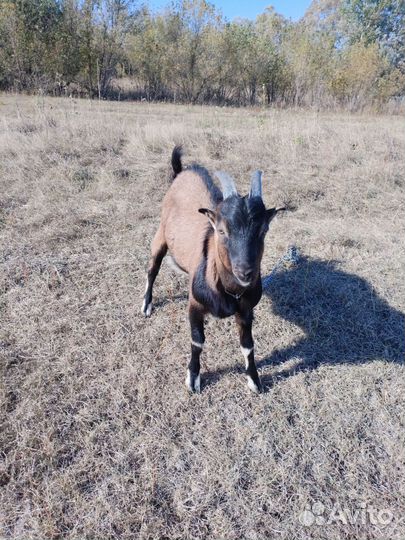 Козочка и козлик