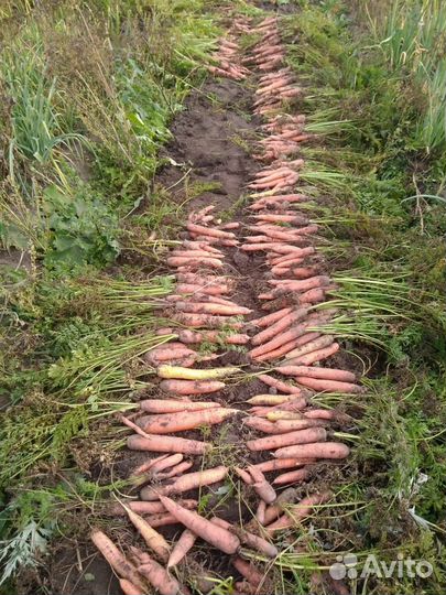 Продам картофель из с.Рыбалово. Томск-Северск