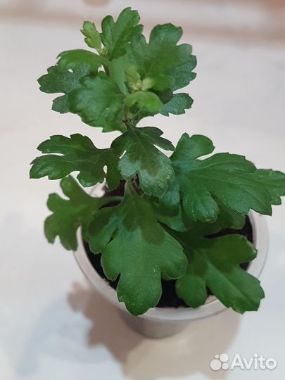 Хризантемы мультифлора